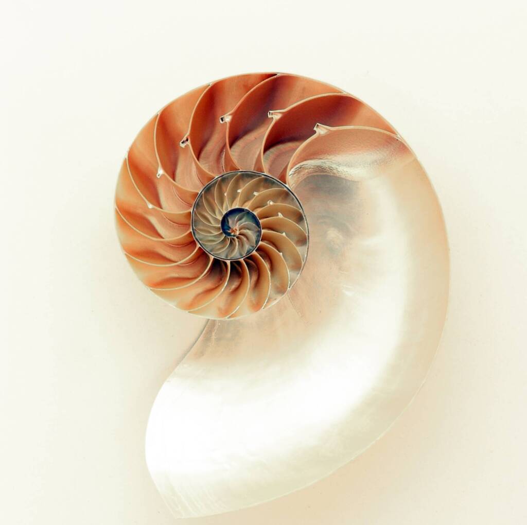 Nautilus Shell Shimmer On Display of the Website